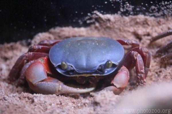 African rainbow crab