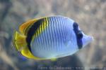 Lined butterflyfish