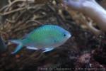 Black-axil chromis