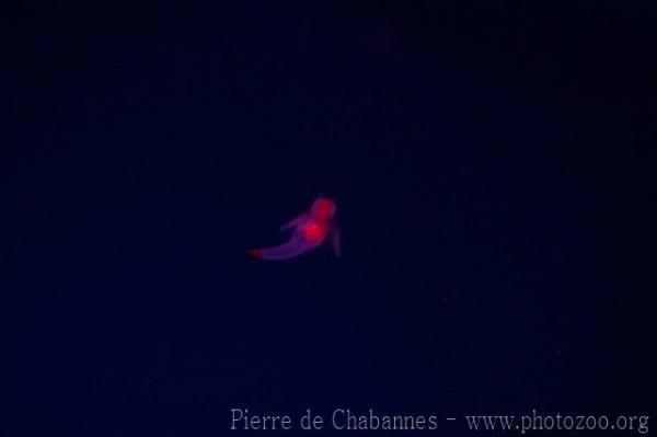 Sea angel *