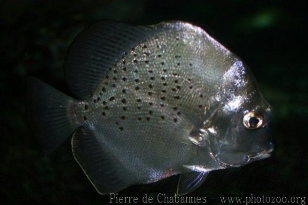 Spotted sicklefish