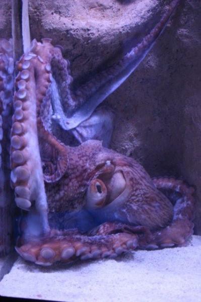 Giant Pacific octopus