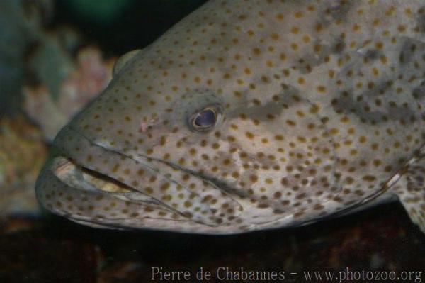 Orange-spotted grouper