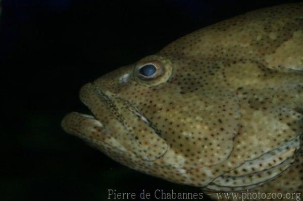 Brown-marbled grouper