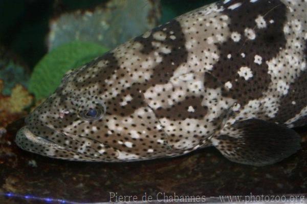 Malabar grouper