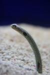 Spotted garden-eel