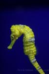 Spotted seahorse