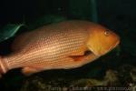 Two-spot red snapper