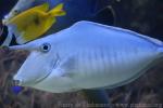 Humpback unicornfish