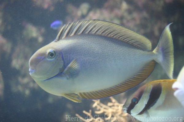 Bignose unicornfish