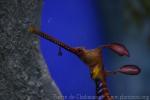 Weedy seadragon