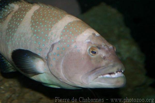 Squaretail coralgrouper