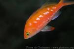 Japanese sacura anthias *