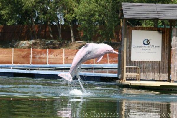 Indopacific humpback dolphin