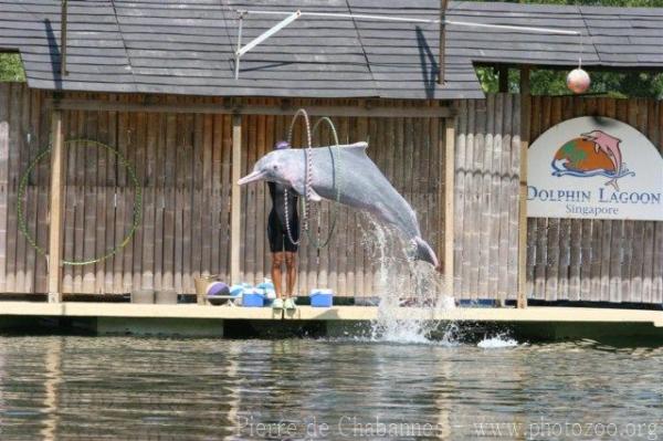 Indopacific humpback dolphin