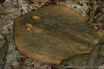 Bluespotted ribbontail ray