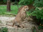 Southern Cheetah