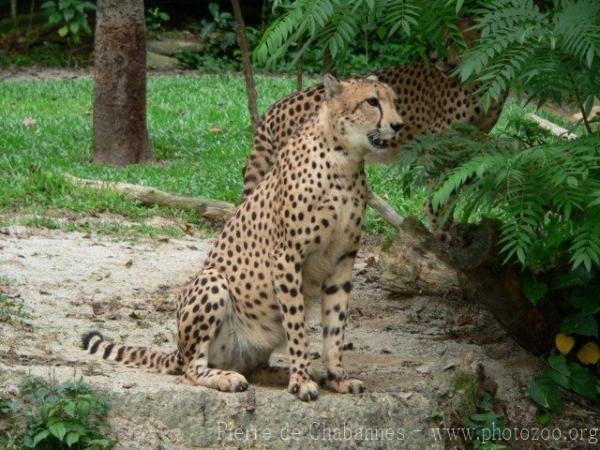 Southern Cheetah