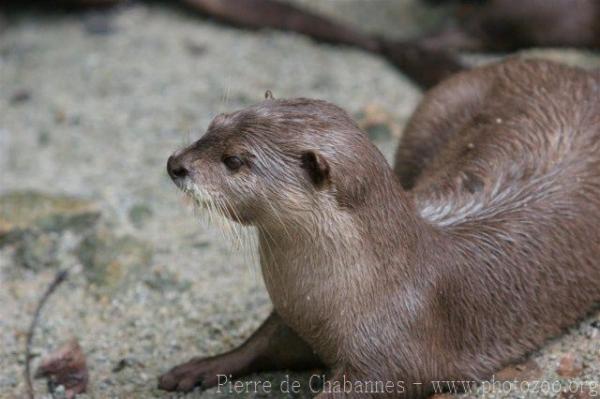 Asian small-clawed otter