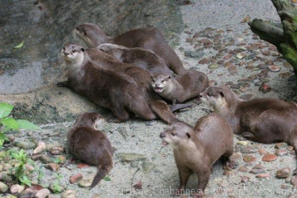 Asian small-clawed otter