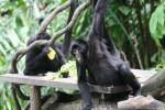 Colombian black spider monkey