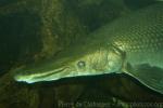 Alligator gar