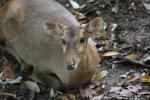 Indian hog deer *