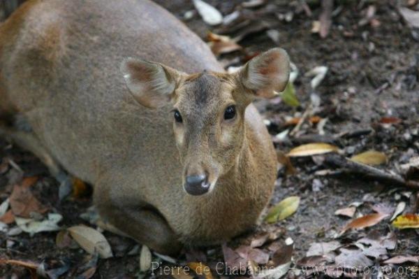 Indian hog deer *