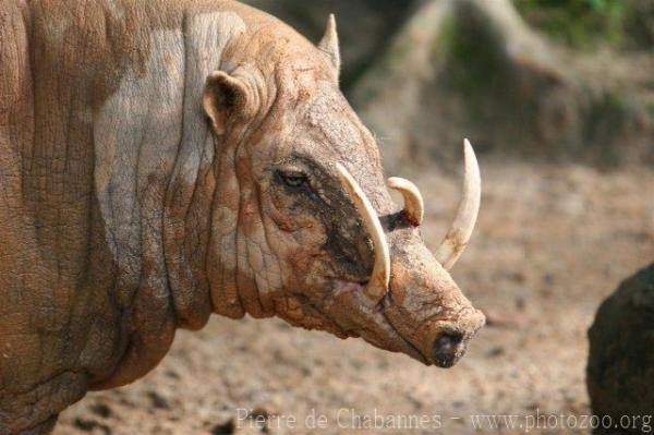 Sulawesi babirusa