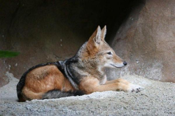 Black-backed jackal