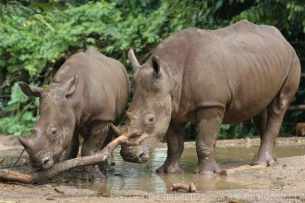 Southern white rhinoceros