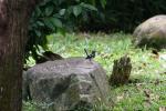 Oriental magpie-robin