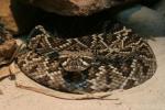 Eastern diamondback rattlesnake