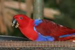 Eclectus parrot