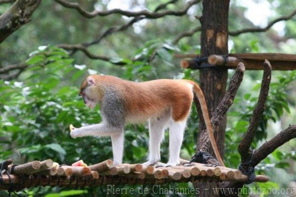 Patas monkey