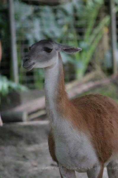 Guanaco