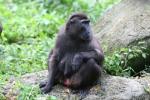Celebes crested macaque