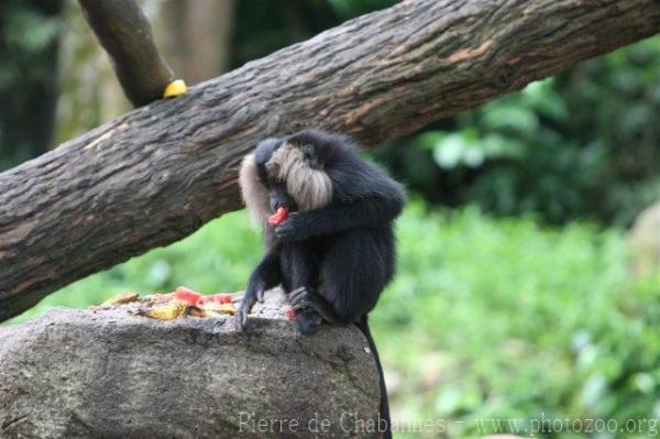 Lion-tailed macaque