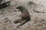 Banded mongoose