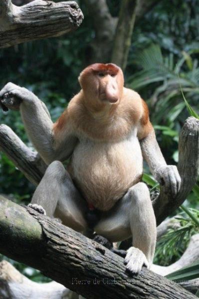 Proboscis monkey