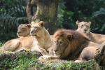 East-African (Nubian) lion