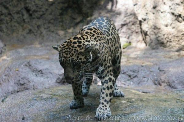 Jaguar *