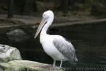 Great white pelican