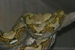 Reticulated python