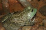 American bullfrog