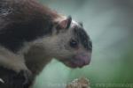 Sri Lankan giant squirrel