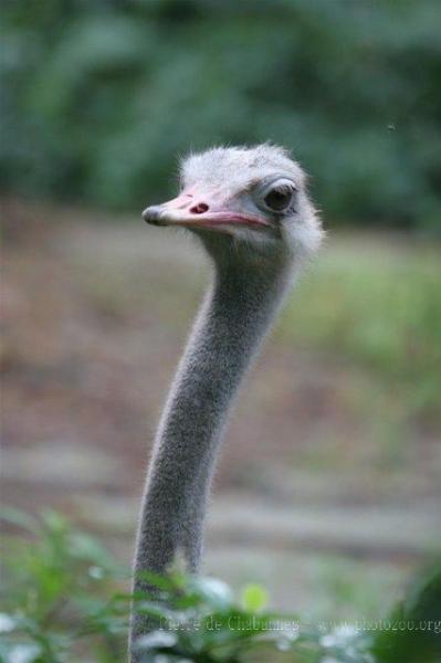 South-African ostrich