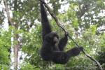 Siamang