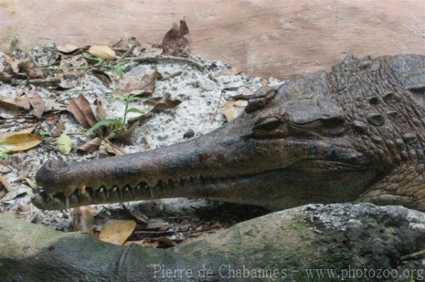 Malayan gharial