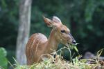 Lowland nyala